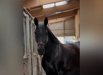 Belgian Warmblood, Mare, 13 years, 16.1 hh, Smoky-Black