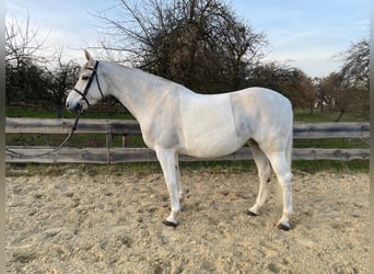 Belgian Warmblood, Mare, 13 years, 16 hh, Grey