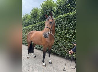 Belgian Warmblood, Mare, 13 years, 16,3 hh, Brown