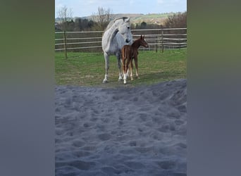 Belgian Warmblood, Mare, 13 years, 17 hh, Grey