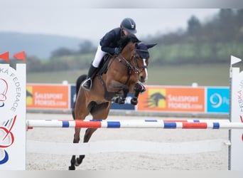 Belgian Warmblood, Mare, 14 years, 14,2 hh, Brown