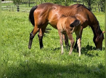 Belgian Warmblood, Mare, 14 years, 15.2 hh, Bay-Dark
