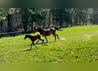 Belgian Warmblood, Mare, 14 years, 15,2 hh, Bay-Dark