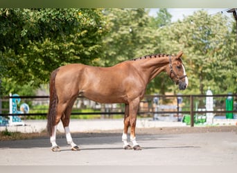 Belgian Warmblood, Mare, 14 years, 16.1 hh