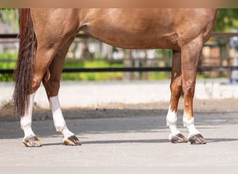 Belgian Warmblood, Mare, 14 years, 16.1 hh