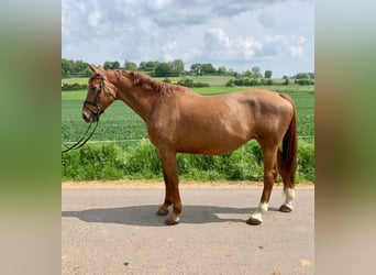 Belgisches Warmblut, Stute, 14 Jahre, 16,2 hh, Fuchs