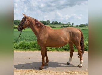 Belgisches Warmblut, Stute, 14 Jahre, 16,2 hh, Fuchs