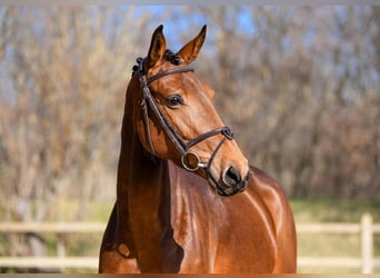 Belgisches Warmblut, Stute, 14 Jahre, 16,2 hh, Fuchs