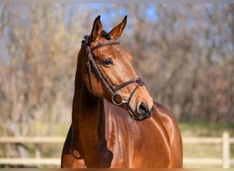 Belgian Warmblood, Mare, 14 years, 16.2 hh, Chestnut-Red