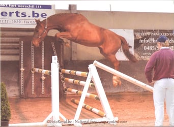 Belgian Warmblood, Mare, 14 years, 16.2 hh, Chestnut-Red