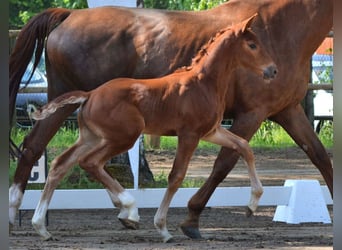 Belgian Warmblood, Mare, 14 years, 16.2 hh, Chestnut-Red