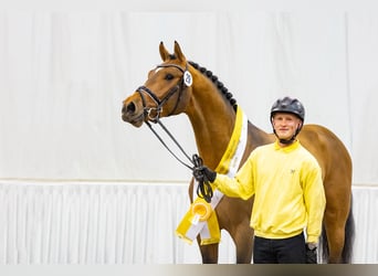 Belgian Warmblood, Mare, 14 years, 16.2 hh, Chestnut-Red