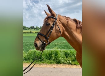 Belgian Warmblood, Mare, 14 years, 16.3 hh, Chestnut-Red