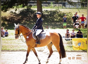 Belgian Warmblood, Mare, 14 years, 16 hh, Brown