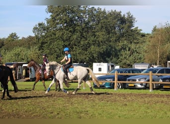 Belgian Warmblood, Mare, 14 years, 17 hh, Gray