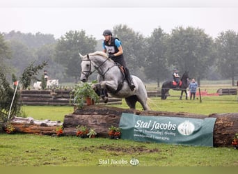 Belgian Warmblood, Mare, 14 years, 17 hh, Gray