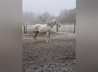 Belgian Warmblood, Mare, 14 years, 17 hh, Grey