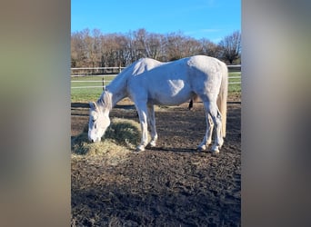 Belgian Warmblood, Mare, 14 years, 17 hh, Grey