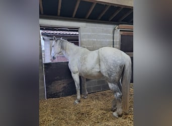 Belgian Warmblood, Mare, 14 years, 17 hh, Grey
