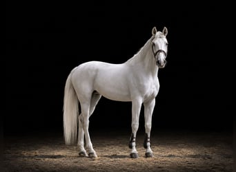 Belgian Warmblood, Mare, 14 years, 17 hh, Grey