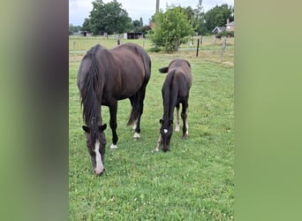 Belgian Warmblood, Mare, 15 years, 16.1 hh, Black