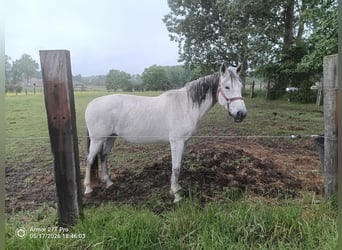 Belgian Warmblood, Mare, 15 years, 16.1 hh, Grey