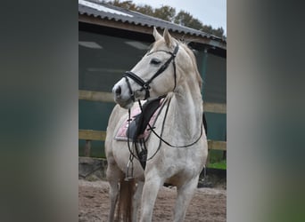 Belgian Warmblood, Mare, 15 years, 16 hh, White