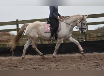 Belgian Warmblood, Mare, 15 years, 16 hh, White