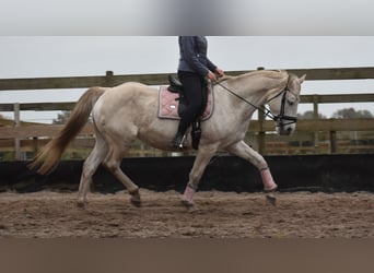 Belgian Warmblood, Mare, 15 years, 16 hh, White