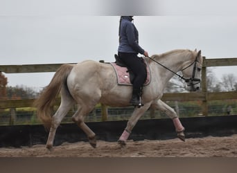 Belgian Warmblood, Mare, 15 years, 16 hh, White