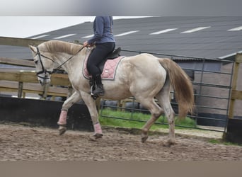 Belgian Warmblood, Mare, 15 years, 16 hh, White