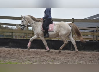 Belgian Warmblood, Mare, 15 years, 16 hh, White