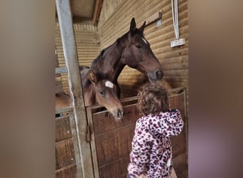 Belgian Warmblood, Mare, 15 years, 17 hh, Bay