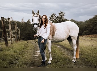 Belgian Warmblood, Mare, 16 years, 15,2 hh, Brown Falb mold