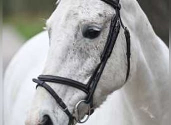 Belgian Warmblood, Mare, 16 years, 15,2 hh, Gray