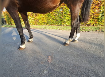 Belgian Warmblood, Mare, 16 years, 16.1 hh, Brown
