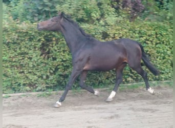Belgian Warmblood, Mare, 16 years, 16.1 hh, Brown