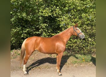 Belgian Warmblood, Mare, 16 years, 16.1 hh, Chestnut-Red