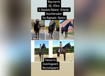 Belgian Warmblood, Mare, 16 years, 16,2 hh, Smoky-Black