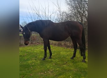 Belgian Warmblood, Mare, 16 years, 16 hh, Bay-Dark