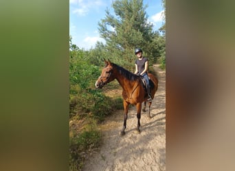 Belgian Warmblood, Mare, 16 years, 16 hh, Bay