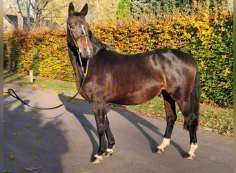Belgian Warmblood, Mare, 16 years, 16,1 hh, Brown