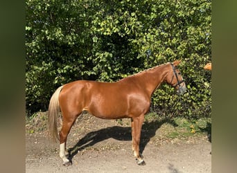 Belgian Warmblood, Mare, 16 years, 16,1 hh, Chestnut-Red