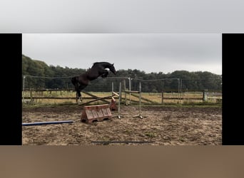 Belgian Warmblood, Mare, 16 years, 17 hh