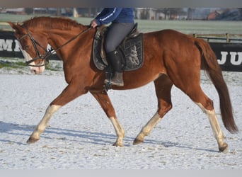 Belgian Warmblood, Mare, 17 years, 15,2 hh, Chestnut-Red