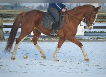 Belgian Warmblood, Mare, 17 years, 15,2 hh, Chestnut-Red