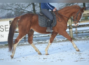 Belgian Warmblood, Mare, 17 years, 15,2 hh, Chestnut-Red