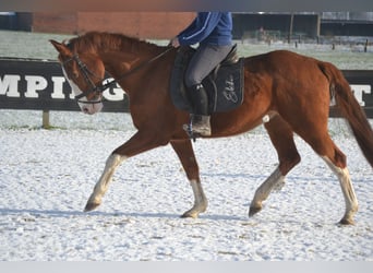 Belgian Warmblood, Mare, 17 years, 15,2 hh, Chestnut-Red