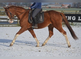 Belgian Warmblood, Mare, 17 years, 15,2 hh, Chestnut-Red