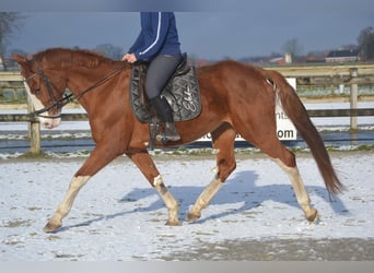 Belgian Warmblood, Mare, 17 years, 15,2 hh, Chestnut-Red